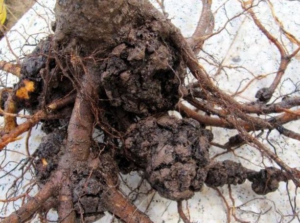 Bağlarda Kök Uru Belirtileri, Nedenleri Ve Mücadele Yöntemleri Bağlarda Kök Uru Hastalığı