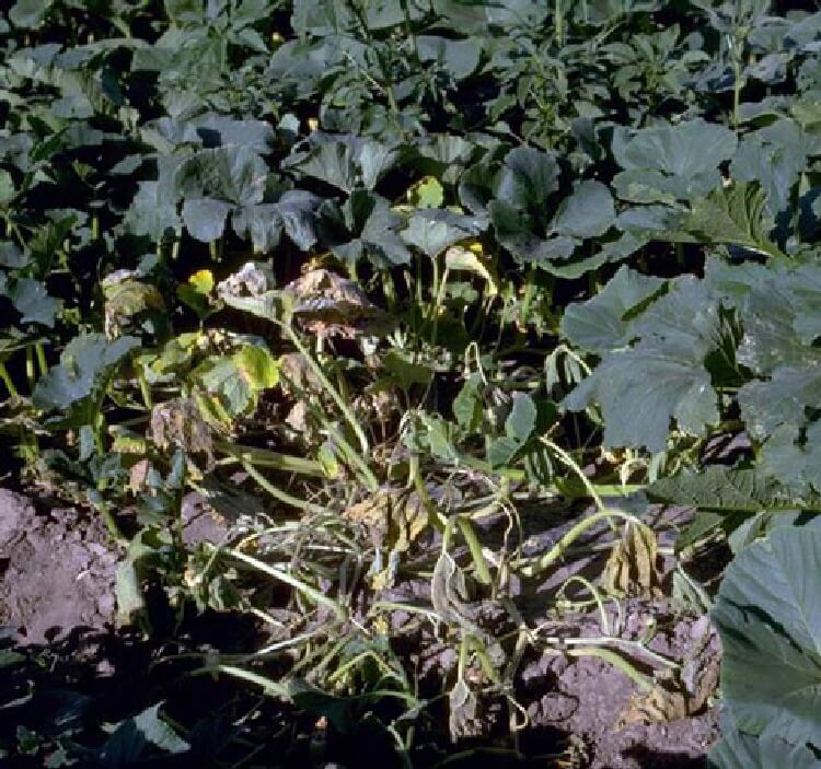 Bakteriyel Solgunluk Hastalığı