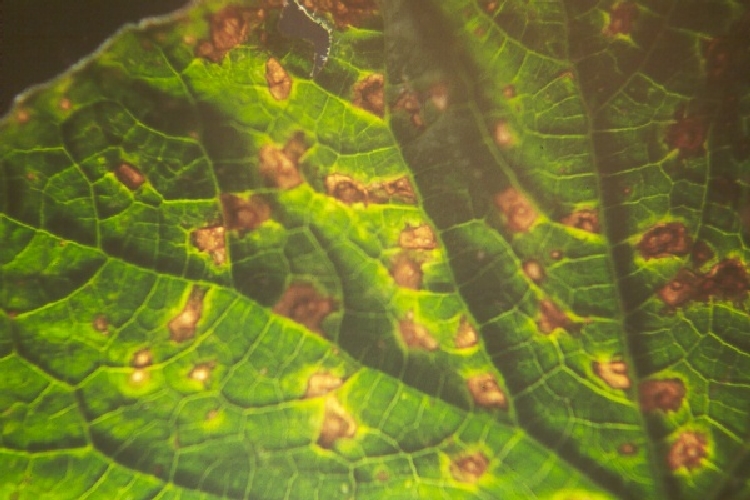 Köşeli Yaprak Lekesi