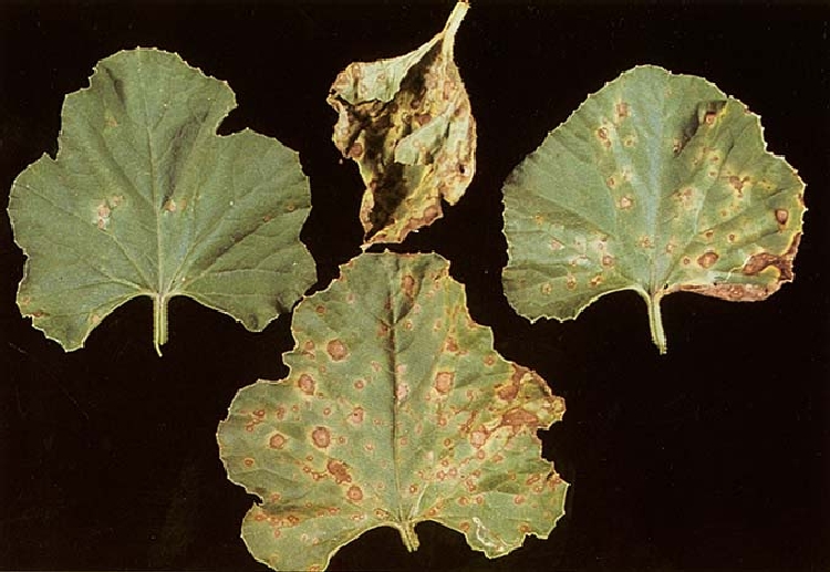 Alternaria Yaprak YanıkıÄı sorhocam ile ilgili görsel sonucu