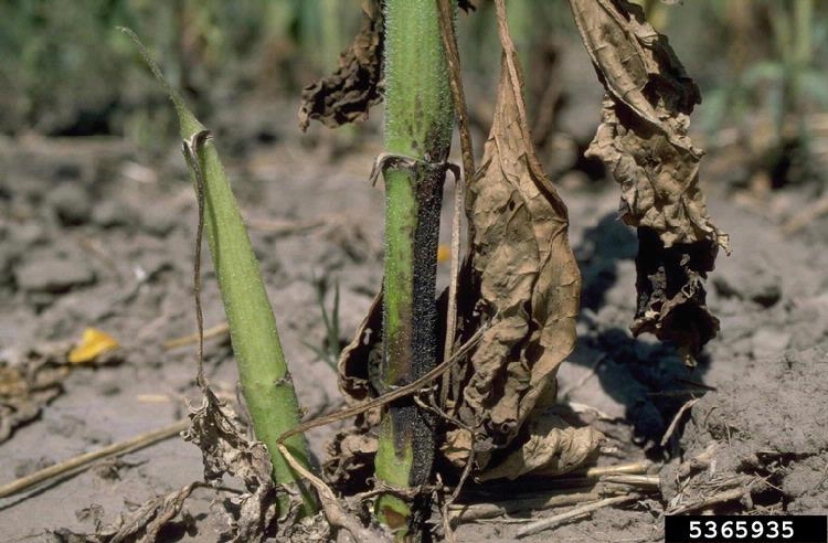 Verticillium Solgunluğu Hastalığı