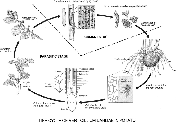Verticillium Solgunluğu Sporları