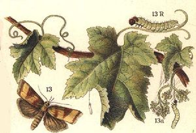 Dürmece Bağ Pirali