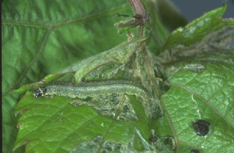 Dürmece Bağ Pirali