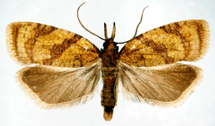 Dürmece Bağ Pirali