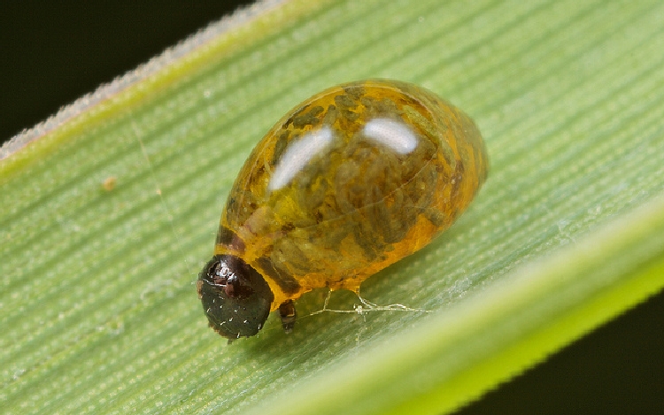 Ekin Yaprak Sülüğü
