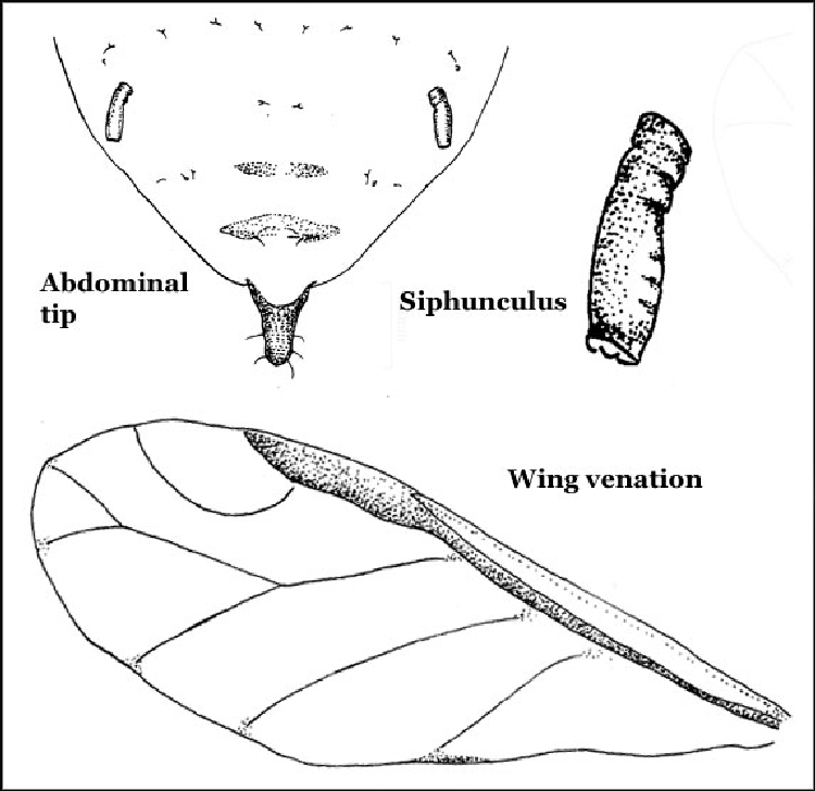 Erik Unlu Yaprak Biti Nedir? Zararları Ve Mücadele Yöntemleri Erik Unlu Yaprak Biti