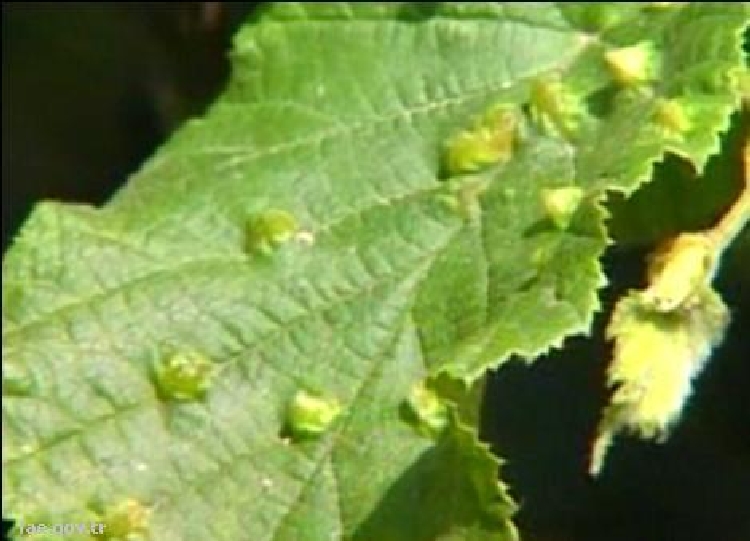 Fındık Gal Sineği Nedir? Zararları Ve Mücadele Yöntemleri Fındık Gal Sineği