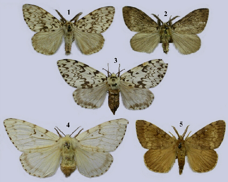 Fındık Kızılağaç Böceği