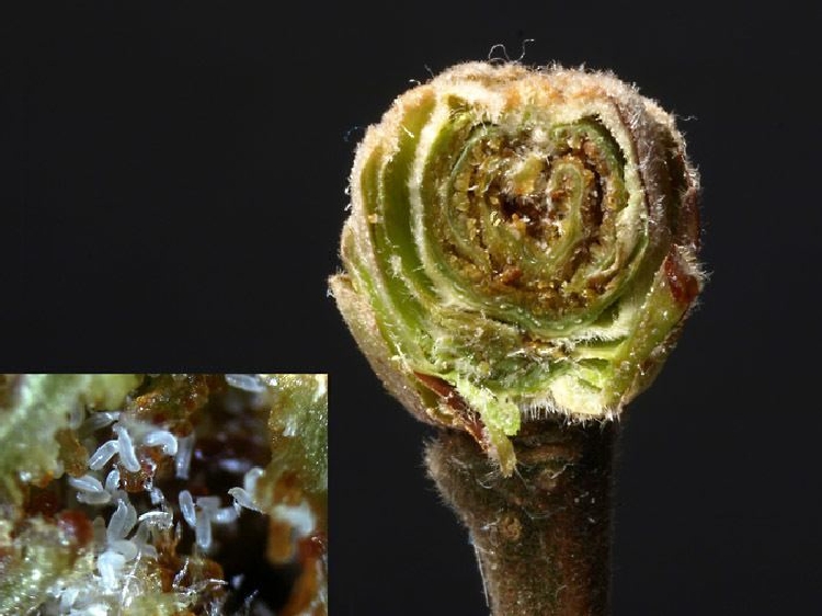 Fındık Kozalak Akarı