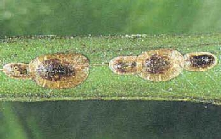 Gri Yumuşak Koşnil Nedir? Zararları Ve Mücadele Yöntemleri Gri Yumuşak Koşnil Nedir? Zararları Ve Mücadele Yöntemleri