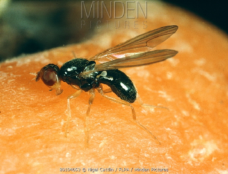 Havuç Sineği Nedir? Zararları Ve Mücadele Yöntemleri