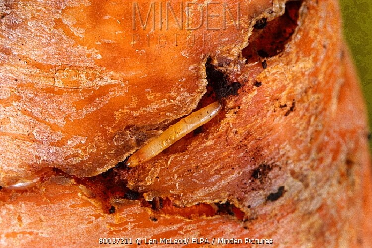 Havuç Sineği Nedir? Zararları Ve Mücadele Yöntemleri