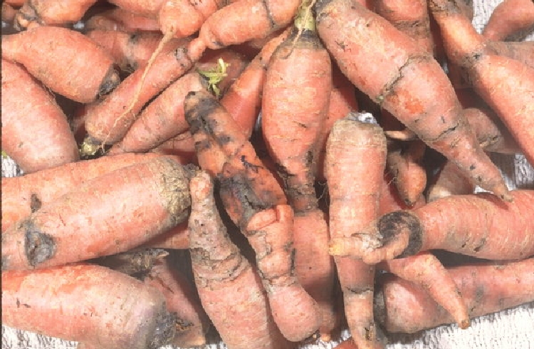 Havuç Sineği Nedir? Zararları Ve Mücadele Yöntemleri