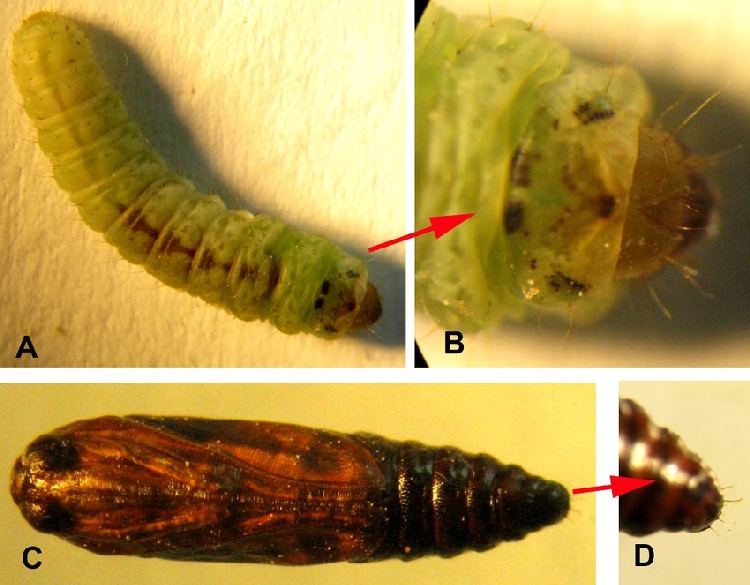 Kapsül Kurtları Nedir? Zararları Ve Mücadele Yöntemleri