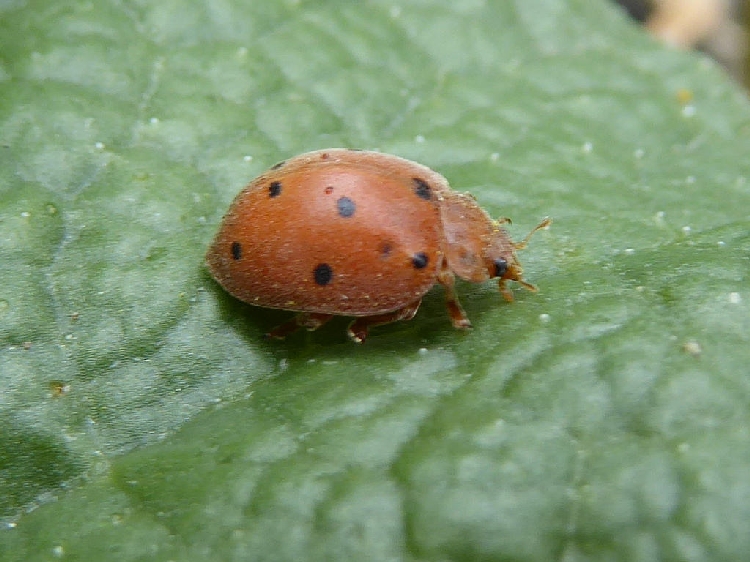 Karpuz Telli Böceği Nedir? Zararları Ve Mücadele Yöntemleri
