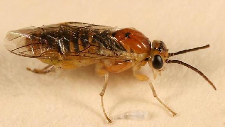 Meyve Testereli Arıları Nedir? Zararları Ve Mücadele Yöntemleri