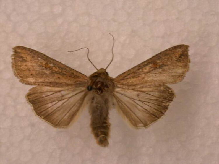 Mısır Yaprak Kurdu Nedir? Zararları Ve Mücadele Yöntemleri