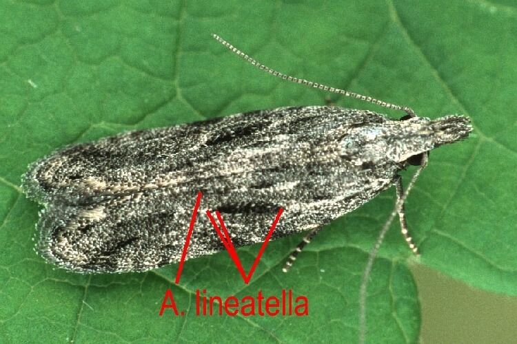 Şeftali Güvesi Nedir? Zararları Ve Mücadele Yöntemleri