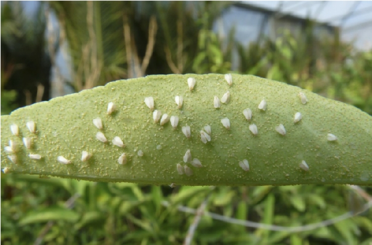 Turunçgil Beyaz Sineği Nedir? Zararları Ve Mücadele Yöntemleri Turunçgil Beyaz Sineği