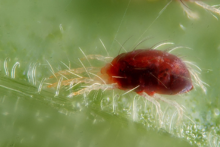 Sebze Zararlıları Ve Mücadelesi Nasıl Yapılır? Narenciyede Kırmızı Örümcek Ilaçları