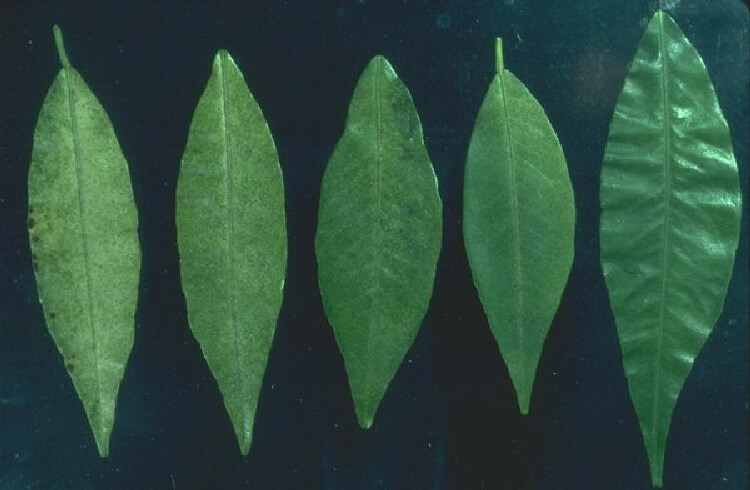 Turunçgil Kırmızı Örümceği Nedir? Zararları Ve Mücadele Yöntemleri