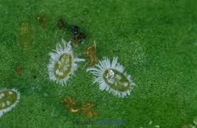 Turunçgil Pamuklu Beyaz Sineği