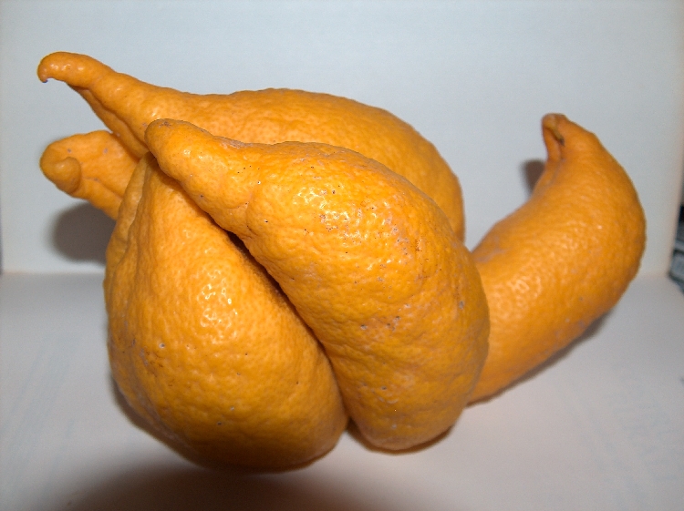 Turunçgil Tomurcuk Akarı