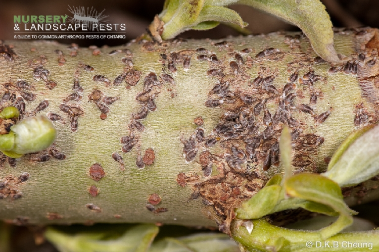 Virgül Kabuklu Biti