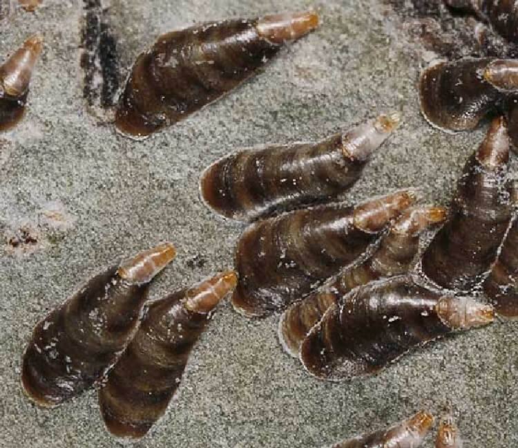 Virgül Kabuklu Biti