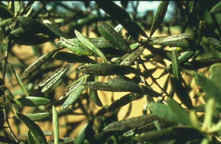 Zeytin Kara Koşnili