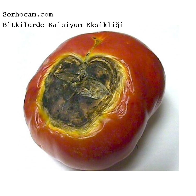 Kalsiyum Noksanlığı