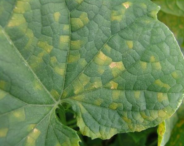 Kabakgillerde Mildiyö Hastalığı