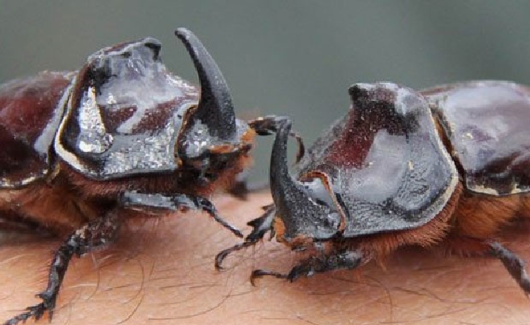 Gergedan Böceği (Oryctes Nasicornis) Nedir?