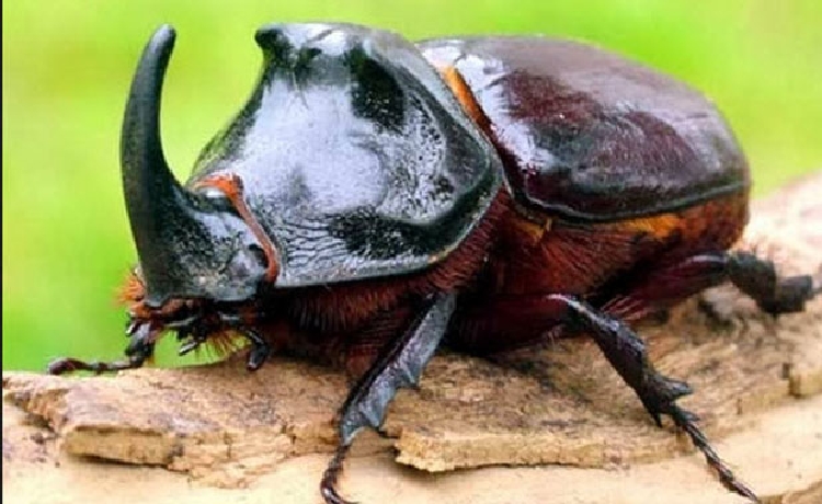 Gergedan Böceği (Oryctes Nasicornis) Nedir?