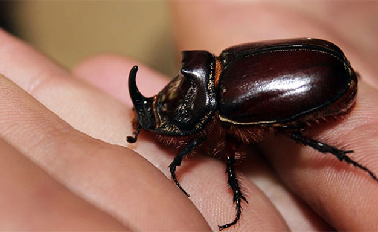 Gergedan Böceği (Oryctes Nasicornis) Nedir?