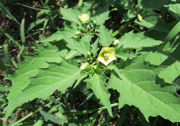 Fener Otu Nedir? Fener Otu