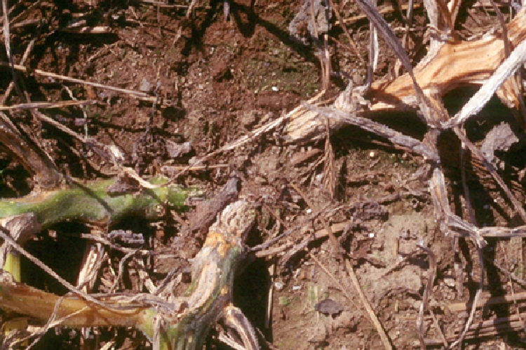 Kabak Solgunluğu Hastalığı Nedir? Belirtileri, Nedenleri Ve Mücadelesi Kabak Solgunluğu Hastalığı Nedir?
