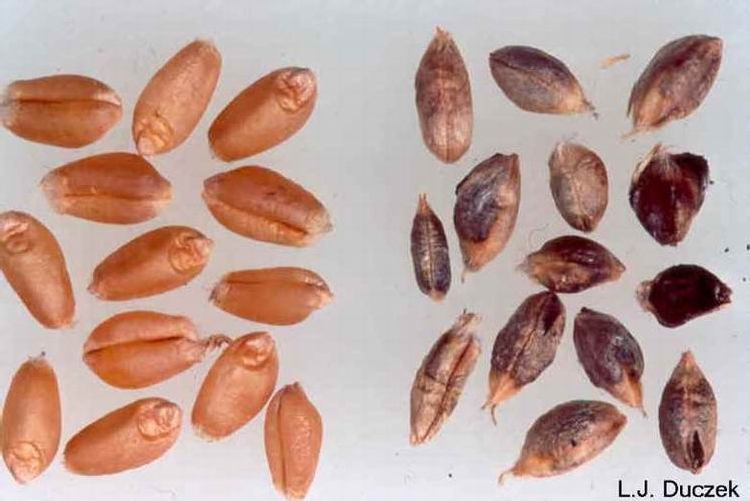 Buğday Sürme Hastalığı 