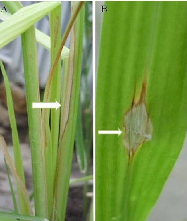Çeltik Yanıklık Hastalığı