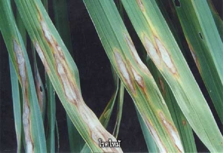 Çeltik Yanıklık Hastalığı