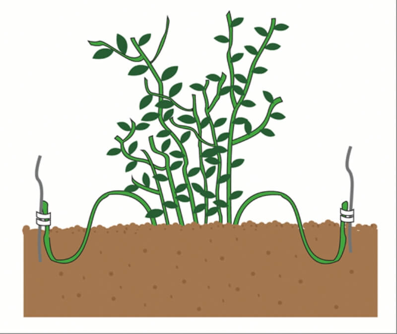 Bahçe Bitkilerinde Çoğaltma Metodları Bahçe Bitkilerinde Çoğaltma Metodları