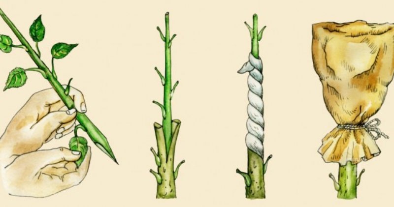 Bahçe Bitkilerinde Çoğaltma Metodları Bahçe Bitkilerinde Çoğaltma Metodları