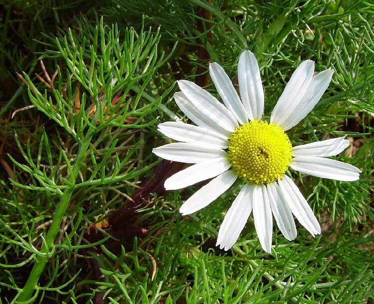 Tarla köpek papatyası