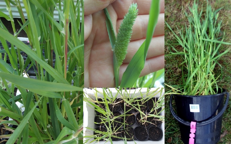 Kuş Yemi Otu Nedir? Kuş Yemi Otu Nedir?