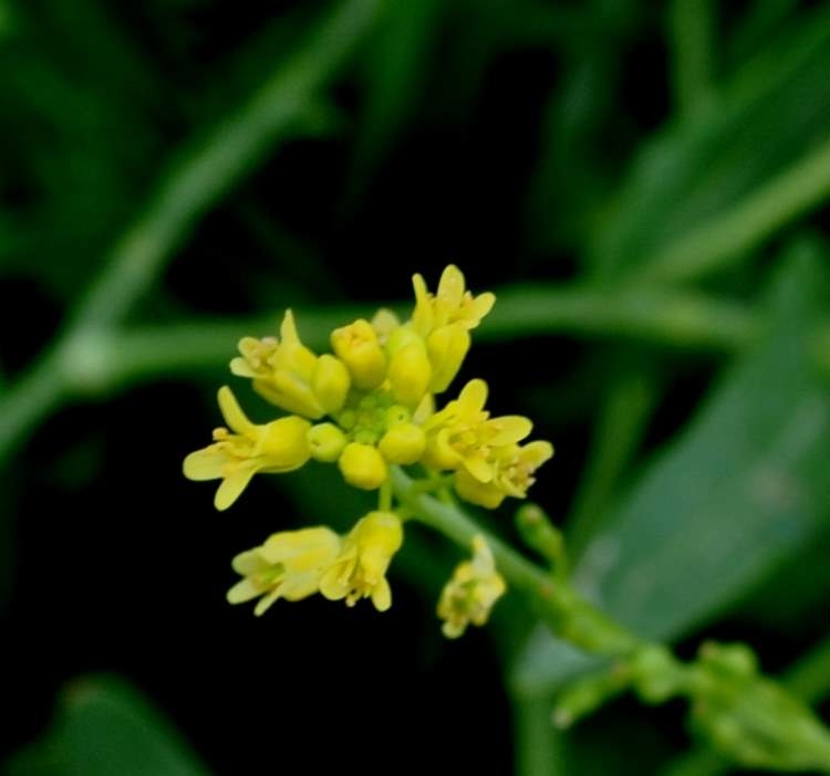 Gönül Hardalı Otu Nedir? Gönül Hardalı