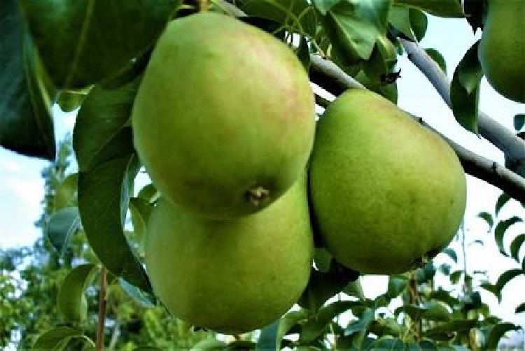 Rıza Bey Armut Çeşidi