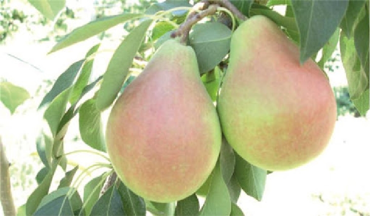 Etruska Armut Çeşidi