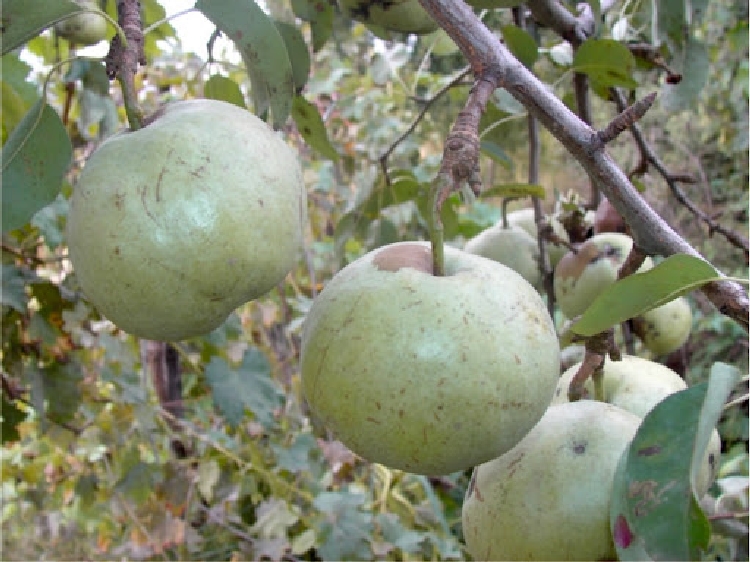 Ankara Armut Çeşidi