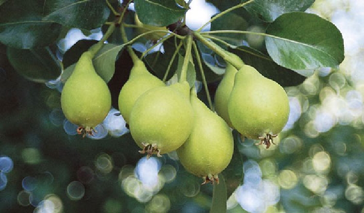 Akça Armut Çeşidi Ve Özellikleri